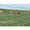 Image 5 : Valley Ranch - 985# Sept/Oct Delivery Grass Heifers - 200 Head (Dewberry, AB)