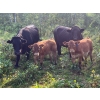 Image 3 : Hockridge Farms Ltd. - 675# December Delivery Steer Calves - 180 Head (Dauphin, MB) VBP+