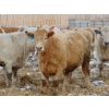 Image 9 : Justin & Kryston Tateson - 900# March Delivery Weaned Steers - 200 Head (Scandia, AB)