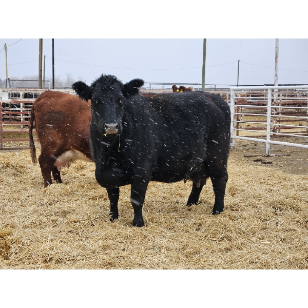 Walter Reimer - 3 Black Cows (Pen 421)