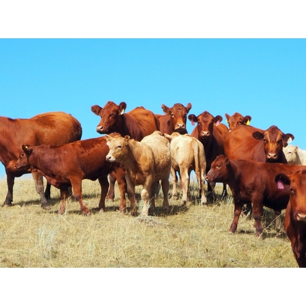 Indian Springs Land & Cattle - 600# Steer Calves - 100 Head (Hussar, AB)
