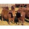 Image 3 : Rob Mossey - 925# March Delivery Steers - 67 Head (Vauxhall, AB)