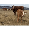 Image 7 : South Ridge Simmentals - 20 RBF/RWF 1st Calf Pairs (Picture Butte, AB)