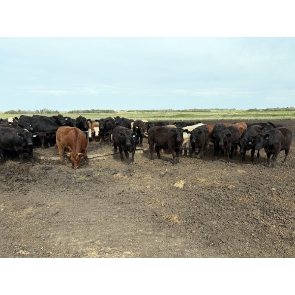 Marketa Land & Cattle - 1250# September Delivery Steers - 50 Head (Botha, AB)