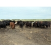 Image 1 : Marketa Land & Cattle - 1250# September Delivery Steers - 50 Head (Botha, AB)