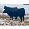 Image 10 : MG Cattle Co. Ltd. - 43 Oct/Nov Delivery Black/BBF Simm X Angus 2nd Calvers (Sangudo, AB)