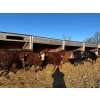 Image 4 : Sunrise Cattle Co. - 770# March Delivery Heifers - 73 Head (Steinbach, MB)