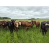 Image 2 : Tyton Farms Ltd. - 850# September Delivery Grass Heifers -73 Head (Birtle, MB) VBP+