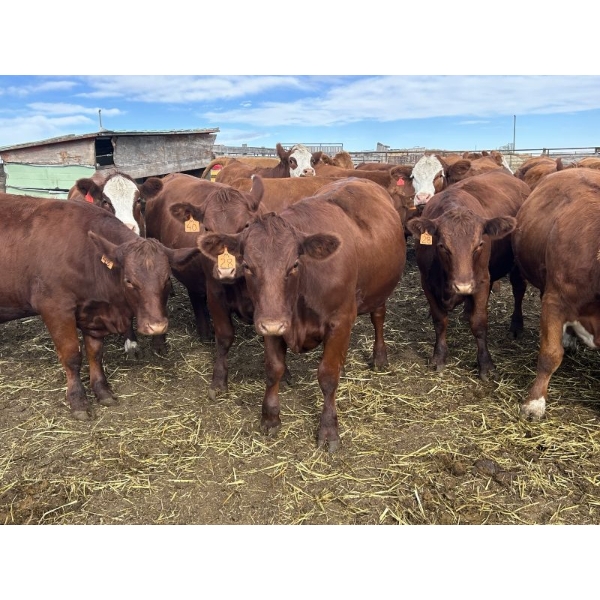 Flat Rock Farming - 29 March/April Calving Straight Red Bred Heifers (Strathmore, AB)