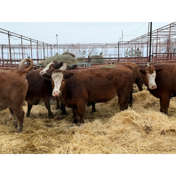 Spruce Ridge Farms - 15 2-3 Year-Old Cows (Pen 406)