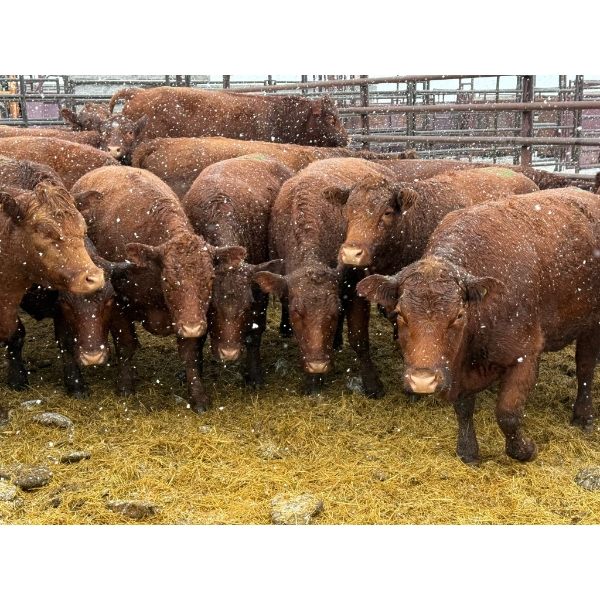 Spruce Ridge Farms - 12 2-3 Year-Old Cows (Pen 422A)