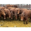 Image 1 : Spruce Ridge Farms - 11 2-3 Year-Old Cows (Pen 422B)