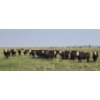 Image 8 : M.S. MacLean Livestock - 985# September Delivery Grass Steers - 264 Head (Coaldale, AB)