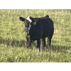 Image 5 : Gordon, Amanda & Chance Whittemore - 780# October Delivery Steer Calves - 75 Head (Elnora, AB)