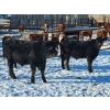 Image 3 : T Bar Cattle Co. Ltd. - 850# February Weaned Steers - 72 Head (Medicine Hat, AB)
