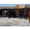 Image 2 : Dwayne Nicolay - 720# February Delivery Steers - 86 Head (Rocky Mountain House, AB)