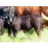 Image 6 : Calvin Rydzik - 525# November Delivery Steer Calves - 100 Head (Glenavon, SK)