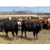 Image 4 : Jason Szymanek - 750# May Delivery Heifers - 70 Head (Stauffer, AB)