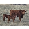 Image 9 : Rolling N Ranches (Nolan & Amanda Osadczuk) - 80 Heifer Pairs