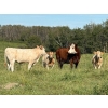 Image 6 : Reilly Lake Ranching - 930# February Delivery Weaned Steers - 65 Head (Lloydminster, AB)