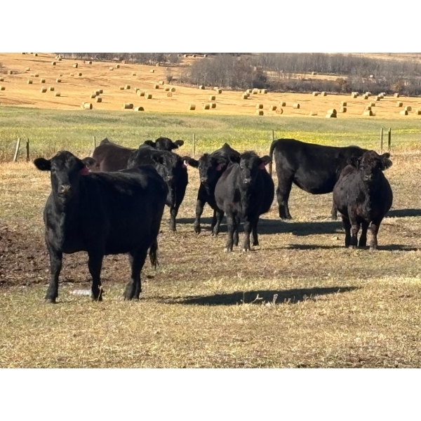 Terry Hines Livestock - 40 Black/BBF Angus X March/April Calving Bred Heifers (Marwayne, AB)
