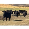 Image 1 : Terry Hines Livestock - 40 Black/BBF Angus X March/April Calving Bred Heifers (Marwayne, AB)