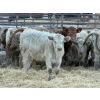 Image 4 : GW Murray Ranches - 480# Dec/Jan Delivery Weaned Heifers - 95 Head (Tilley, AB)