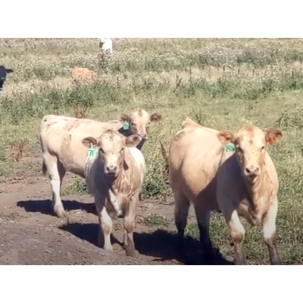 Blue Acres Farms - 695# October Delivery Heifer Calves - 160 Head (Stettler, AB) VBP+