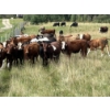 Image 13 : John Bland - 860# September Grass Heifers - 125 Head (Rimbey, AB)