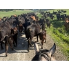 Image 2 : Devick’s Ranch - 525# October Delivery Steers - 112 Head (Heffley Creek, BC)