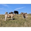 Image 3 : Farming Valley Ranch (Ben Tateson) - 590# November Delivery Steer Calves - 100 Head (Cereal, AB)