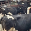 Image 4 : Idaho Dairies/Ranches - 73 Cows & 2 Bulls (Burley, ID)