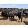 Image 4 : Cunningham Cattle Co. - 985# September Delivery Heifers - 165 Head (Rhein, SK)