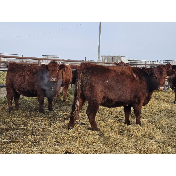 Sam McKinnon - 10 Red Heifers (Pen 521 - 525)