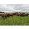 Image 3 : Tyton Farms Ltd. - 960# September Delivery Grass Heifers - 65 Head (Birtle, MB) VBP+