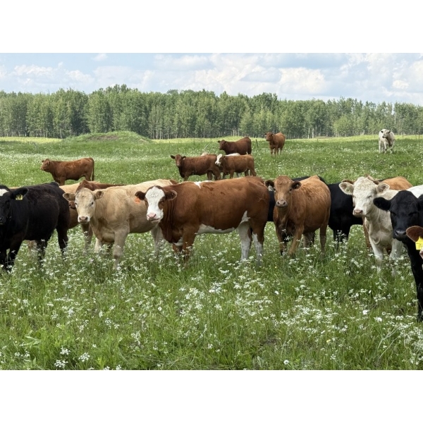 Joe & Colleen Magnuson - 1000# September Delivery Grass Heifers - 124 Head (Winfield, AB)