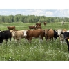 Image 1 : Joe & Colleen Magnuson - 1000# September Delivery Grass Heifers - 124 Head (Winfield, AB)