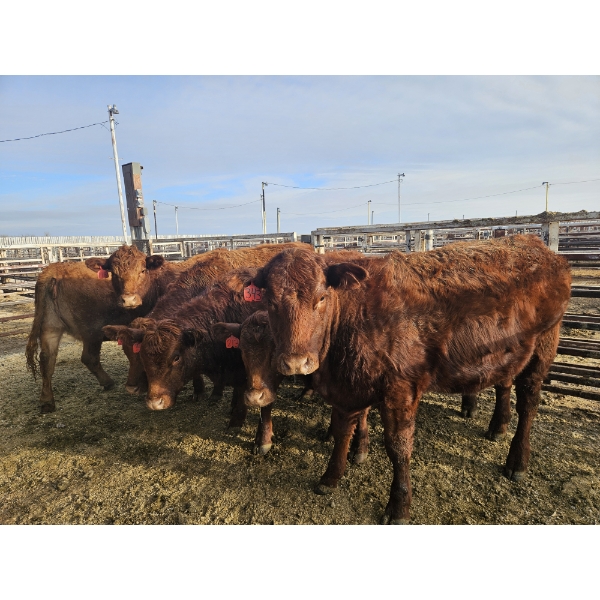 Ribbon Creek Ranch - 6 Red Heifers (Pen 318 - 320) 1105# avg