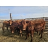Image 1 : Ribbon Creek Ranch - 6 Red Heifers (Pen 318 - 320) 1105# avg