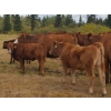 Image 11 : Out West Ranches Ltd. - 610# October Delivery Steer Calves - 100 Head (Williams Lake, BC)