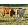 Image 14 : Valley View Ranch - 945# September Delivery Grass Heifers - 58 Head (Strathmore, AB)