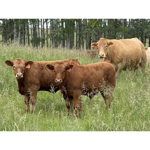 Sande Cattle Company - 730# October Delivery Steer Calves - 85 Head (Sundre, AB)