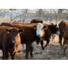 Image 3 : C & M Ranching (Cordell Griffith) - 7 RBF Heifers (Pen 627 - 629)