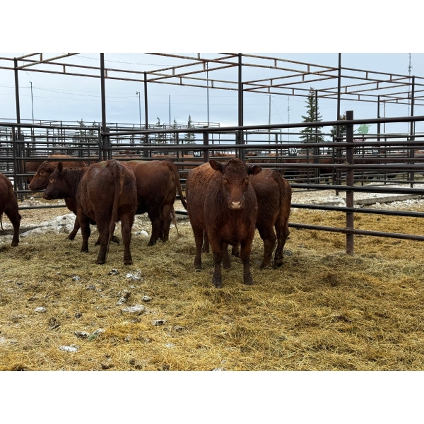 Spruce Ridge Farms - 6 2-3 Year-Old Cows (Pen 418)
