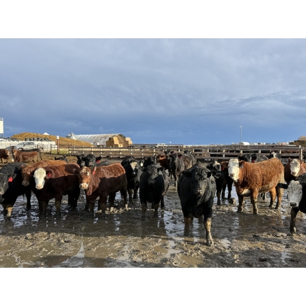 Aart Beekman - 1075# December Delivery Yearling Heifers - 135 Head (Coaldale, AB)