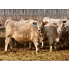 Image 3 : Stahlville Colony - 960# January Delivery Heifers - 81 Head (Rockyford, AB)