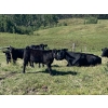 Image 4 : Ron Holmes - 550# October Delivery Steer Calves - 100 Head (Cochrane, AB)