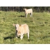 Image 3 : Reilly Lake Ranching - 930# February Delivery Weaned Steers - 65 Head (Lloydminster, AB)