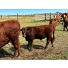 Image 5 : City View Farms Ltd. - 725# October Delivery Steer Calves - 81 Head (Moose Jaw, SK) VBP+