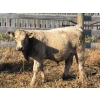 Image 6 : Donovan Banman - 650# October Delivery Steer Calves - 35 Head (Hays, AB)